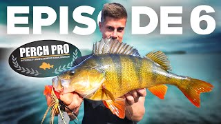 PERCH PRO 6 - Episode 6 (With Live reactions)