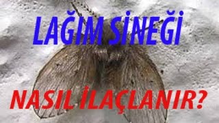 Lağım sinekleri ilaçlama, kanalizasyon sinekleri ile mücadele Nasıl Yapılır? Tuvalet sineği ilaçlama