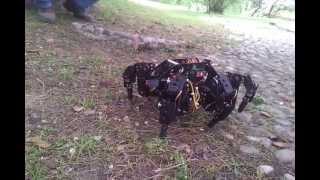 Hexapod T-HEX 4DoF walking outside