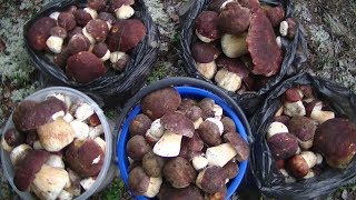 Тихая охота! В лесу море грибов, хоть косой коси!