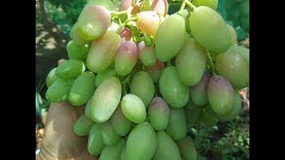 Виноградник  Дашевских 2018  ч.1.(ультраранние сорта на 15.07.18)