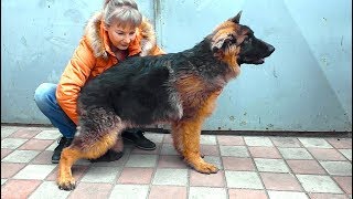 Щенок длинношерстной Немецкой овчарки Дакар. Puppy long-haired German Shepherd Dakar.