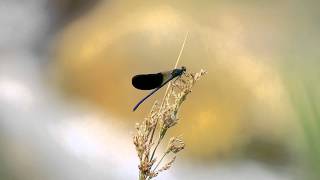 Canon 7D  100-400 f 4.5-5.6 Dragonfly