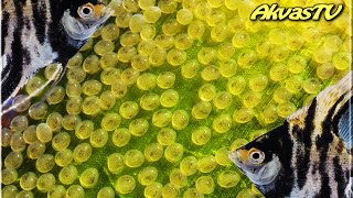 ИКРА СКАЛЯРИЙ В ОБЩЕМ АКВАРИУМЕ (ОТНЕРЕСТИЛИСЬ НА ЛИСТЬЯХ СТРЕЛОЛИСТА)