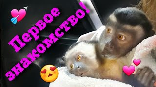 Первое знакомство. Малыш обезьянка. Ребенок.