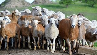 Катумские овцы. Бараны производители, взрослые и молодняк. Фермерское хозяйство "Катумы"