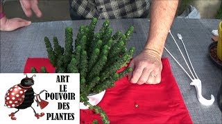 Conseils jardinage: Peperomia columella: Arrosage et entretien: plante verte d'intérieur