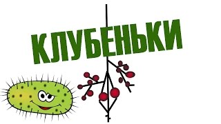 Бактериальные удобрения — нитрагин, ризоторфин и проч.
