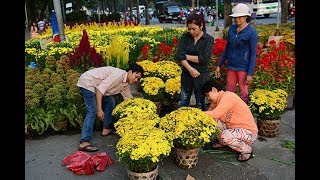 Hàng ngàn chậu hoa TẾT trước nguy cơ đập bỏ, ế ẩm | Hội hoa xuân Canh Tý