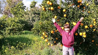 КАК ВЫГЛЯДИТ НАШ САД  АПЕЛЬСИНЫ И ЛИМОНЫ  ТУРЦИЯ