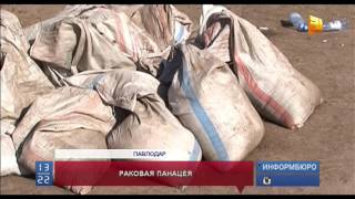 Павлодарские чиновники решили разводить настоящую панацею от многих болезней