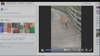 Panther video creates viral sensation