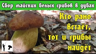 Сбор белых грибов и лисичек в мае 2019, Киевская область, Бородянский район