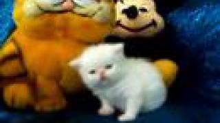 Cute Kitten, Little Meows