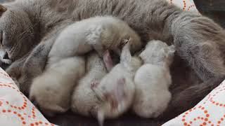 Adorable Kittens Fighting Over Mom's Milk - 4K footage