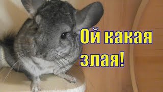 Шиншилла кричит/ ругается/ Шуша охраняет дом