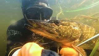 Подводная Охота 2018 "Реликтовое Озеро". Щука, Лещ, Линь.