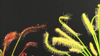Drosera capensis "Red" and 'Albino'