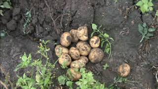 Сувенир черниговский, Роко, Курас, Гранада на нашей усадьбе