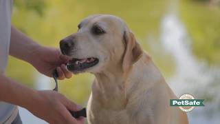 How to Properly Fit a Remote Training Dog Collar