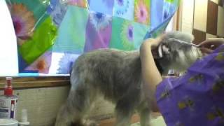 Miniature Schnauzer Pet Grooming