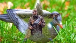 Обзор чучела голубя российского производства