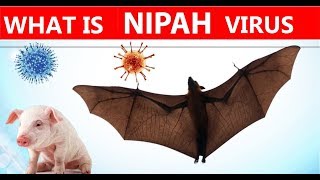 What is NIPAH virus?