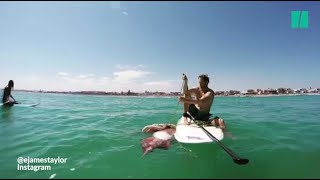 Ces amateurs de paddle ont rencontré un calamar géant blessé