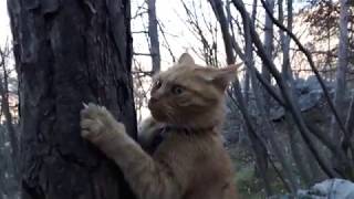 Psicologia Bestiale. La rubrica del Dr. Siegfried Stohr. Capitolo 1: Guidare il pensiero.