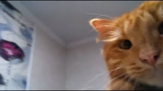 Рыжий кот Маркиз – в норке