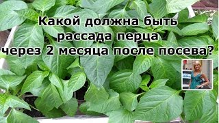 КАКОЙ ДОЛЖНА БЫТЬ РАССАДА ПЕРЦА ЧЕРЕЗ 2 МЕСЯЦА ПОСЛЕ ПОСЕВА?