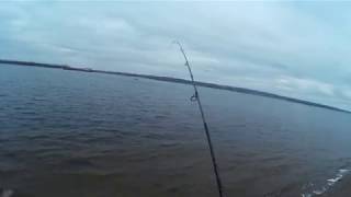 Ловля окуня - "Отводной поводок" Моркваши 9.11.2017