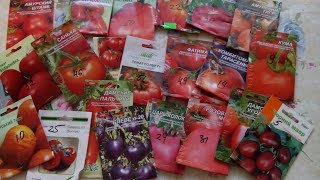 СЕЕМ МНОГО СОРТОВ ТОМАТОВ. Как не запутаться в сортах