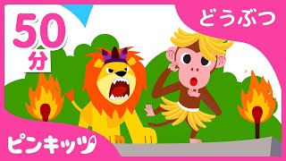 ライオン、おさる、くまさん 他 | あつまれ ピンキッツ動物園！ | 子ども向け動画 | どうぶつのうた | サメのかぞく | ピンキッツ