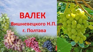 Виноград 2019  Виноград Валек  Отзыв о винограде