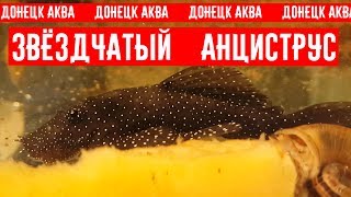 советы по разведению, Анциструс звездчатый, Ancistrus hoplogenys, Ancistrus魚, Ancistrus fish