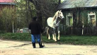 Сказочный жеребец Орловской породы