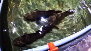Veg Fish Farm Thai Restaurant @Hulu Langat, Ampang, Selangor