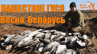 НАШЕСТВИЕ ГУСЯ! Охота на гуся весной в Беларуси! Duck Expert goosehunting in Belarus