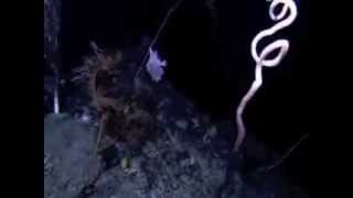 Deep Sea Floor for OSS 3-5, Clip #8 for Session 2.7