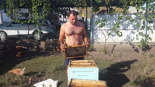 САМОГОН из МЁДА. МЕДОВУХА в Домашних Условиях. ENG SUB.