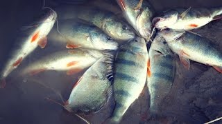 Ловля окуня на съедобный силикон Фанатик. Ловля окуня на джиг.