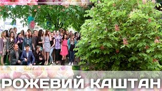 Рожевий каштан (Херсон)