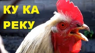 Петух кукарекает. Петух поет. Крик петуха. Звук петуха. Жизнь в природе. Жизнь в деревне. .