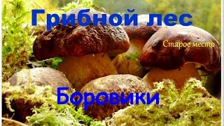 Грибной лес.Боровики/Mushroom picking