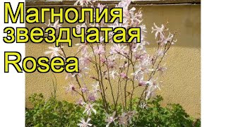 Магнолия звездчатая Розеа. Краткий обзор, описание характеристик magnolia stellata Rosea