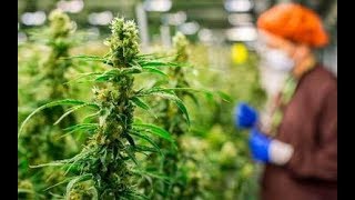 AMLO FINALMENTE RECONOCE QUE ESTÁN ANALIZANDO LEGALIZACIÓN DE USO DE MARIHUANA