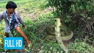 【動物 戦い 】最惊人的野生动物攻击由大猩猩狮子哥斯拉去监狱由警察蜘蛛侠恐龙 2016!!!