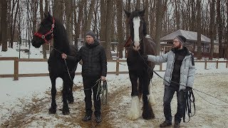 Кобыла фризской породы и конь породы шайр в Фельдман Экопарк