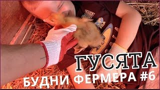 Будни фермера #6 Гусятник.Гусята недельные.Чем кормить гусят.Птицеводчество.Молодняк итальянские